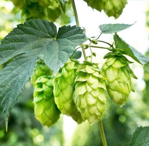 Green Humulus Lupulus