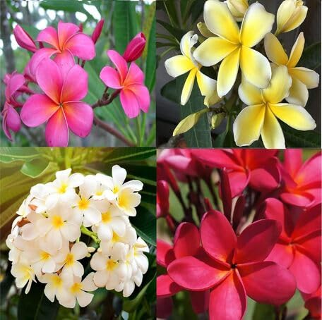 Mixed Plumeria Flower - Heirloom, Non - Gmo Seeds