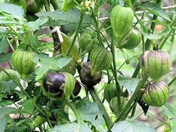 Green Tomatillo Seeds for Planting