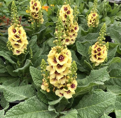 Yellow Verbascum Flower - Heirloom, Non - Gmo Seeds