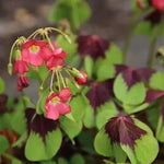 Oxalis Flower Planting Seeds for Garden NON GMO Seeds Dhara Seeds