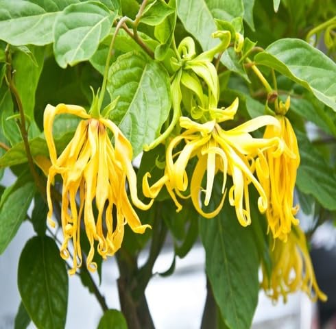 Yellow Ylang Flower - Heirloom, Non - Gmo Seeds