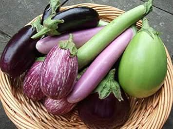 Eggplant Seeds for Planting Mixed Colour