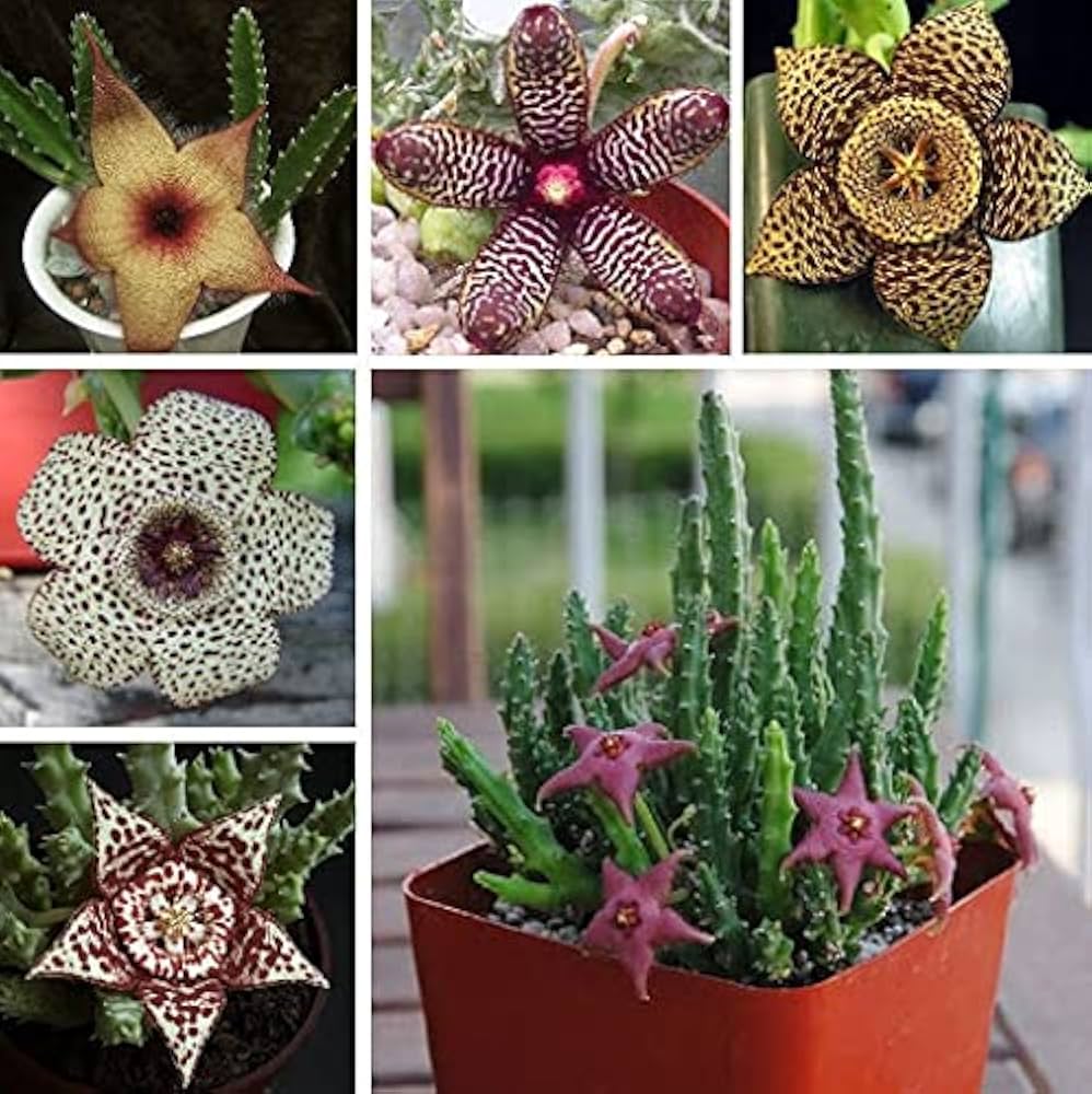 Starfish Flower Stapelia pulchella perennial flower seeds for indoor pots and decorative planters