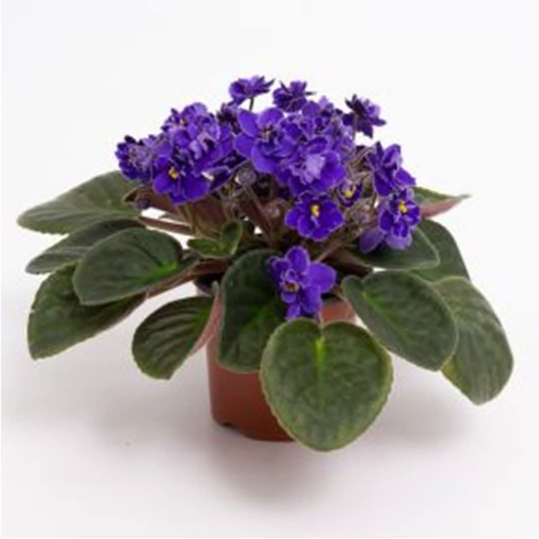 African Violet Saintpaulia Ionantha Perennial Flowering Seeds For Planting
