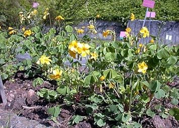 Yellow Bermuda Buttercup Flower Seeds for Planting - 100 pcs