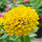 Heirloom Canary Zinnia Flower Seeds for Planting – Vibrant, Easy-to-Grow Garden Flowers seeds for planting in home garden