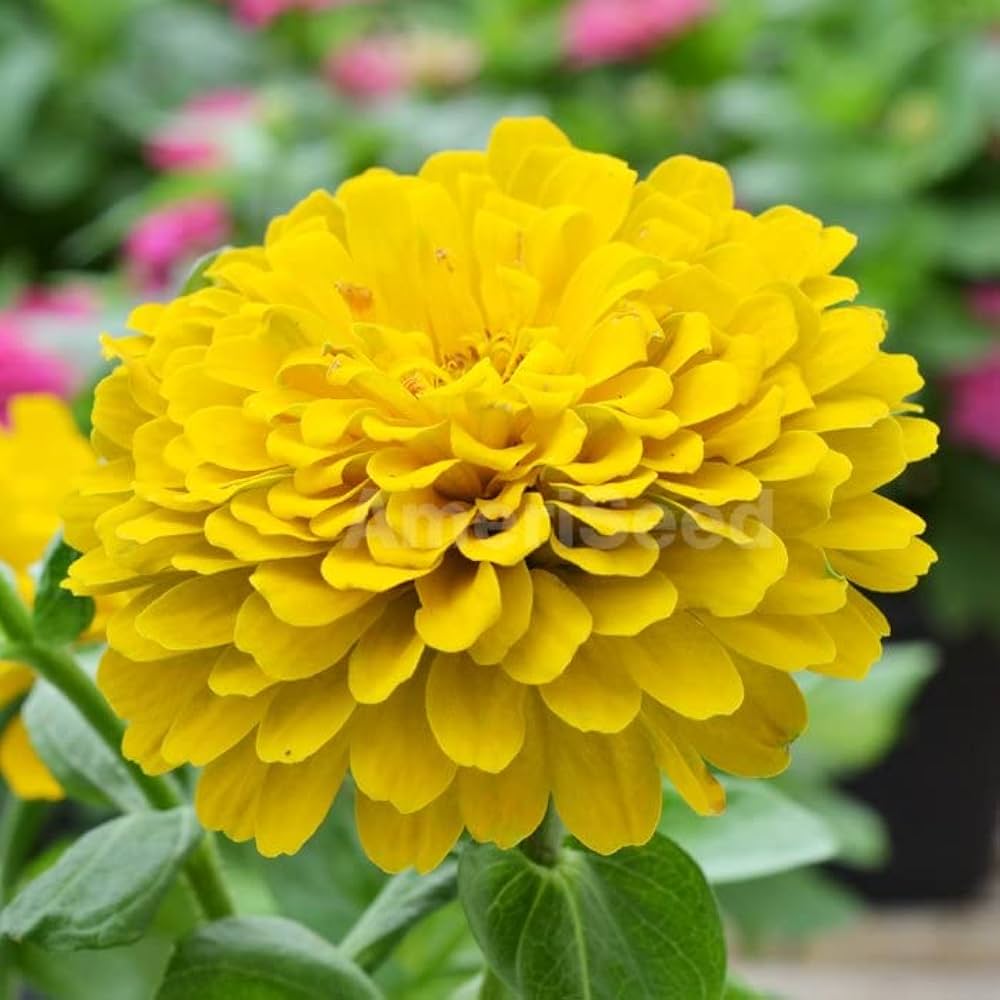 Heirloom Canary Zinnia Flower Seeds for Planting – Vibrant, Easy-to-Grow Garden Flowers seeds for planting in home garden