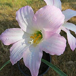 Cooperanthus Pink Flower heirloom non-gmo garden seeds