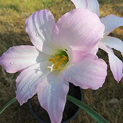 Cooperanthus Pink Flower heirloom non-gmo garden seeds
