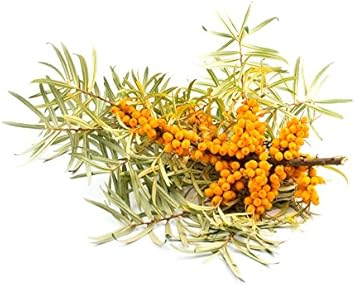 Yellow Sea Buckthorn Fruit - Heirloom, Non - Gmo Seeds