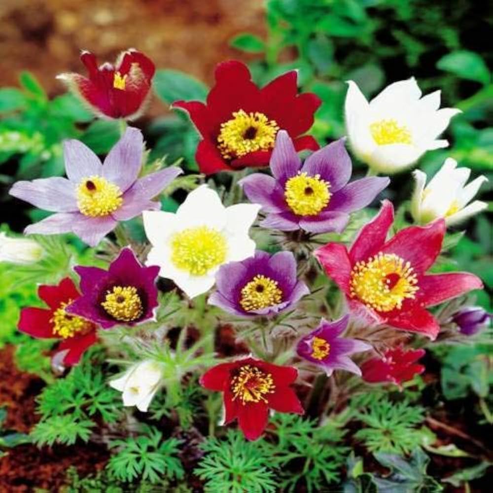 Mix Pulsatilla Pasque Flower Seeds – Heirloom Non-GMO Garden Blooms for Landscaping seeds for planting in home garden