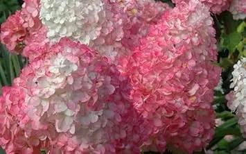 Vainilla Hortensia Flower Seeds for Planting NON GMO Seeds Dhara Seeds