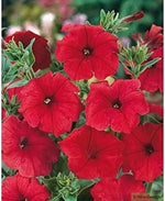 Petunia Double Madness Burgundy Flower Seeds for Planting - Heirloom, NON-GMO, Easy to Grow for planting in home garden