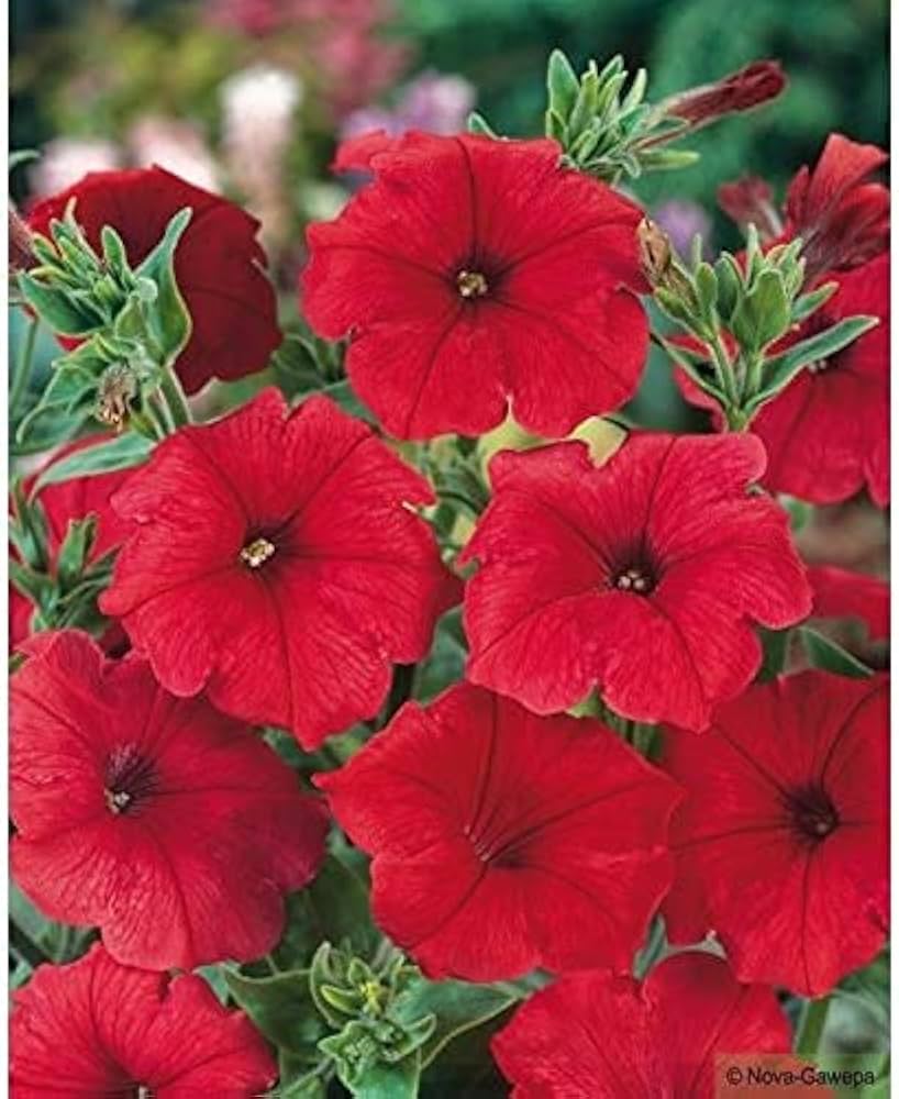 Pelletta Petunia Seeds Red Flower Strawberry Dad Dad