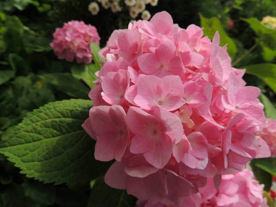 Mixed Hydrangea Flower Seeds – Color-Shift Blooms – Dharaseeds