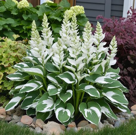 Green White Hosta - Heirloom, Non - Gmo Seeds