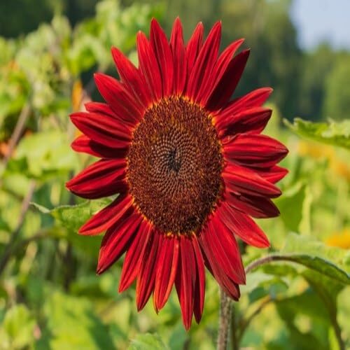Sunflower Red - Heirloom, Non - Gmo Seeds