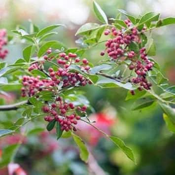 New Fresh  Red Zanthoxylum Fruit Seeds - Exotic, Spicy Zanthoxylum for Your Garden