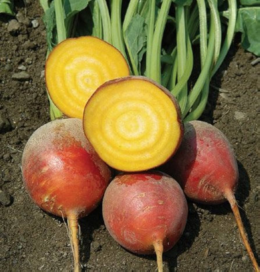 Touchstone Gold Beet Beta vulgaris Seeds for Planting home garden vegetable patch