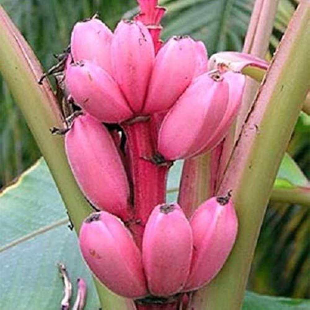 Pink Banana (Musa spp.) – Sweet and Uniquely Colored Banana Variety