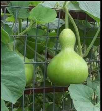 Green Birdhouse Gourd Vegetable Seeds for Planting heirloom & Non-GMO Seeds
