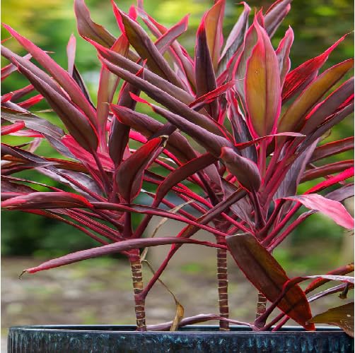 Red Cordyline - Heirloom, Non - Gmo Seeds