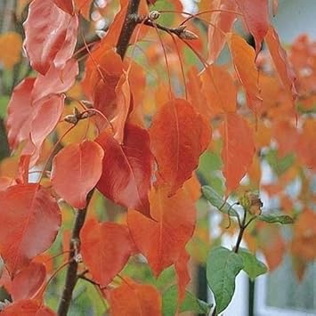 Green Manchurian Flowering Tree Seeds for Planting - 100