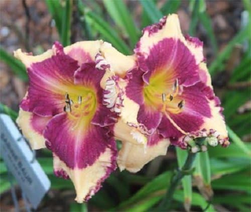 Hemerocallis Daylily Seeds - Premium Mixed Red and Purple Blooms for Colorful Perennial Gardens