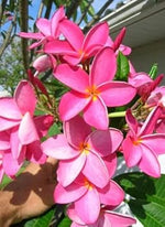 Organic Dark Pink Frangipani Flower Seeds for Planting – Heirloom, Non-GMO for planting in your garden.