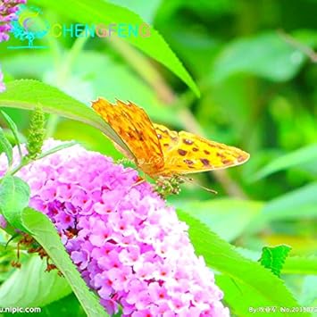 Pink Butterfly Bush Davidii Flower - Heirloom, Non - Gmo Seeds