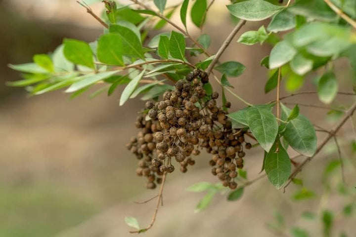 Brown Zanthoxylum Plant Seeds for Planting - 100