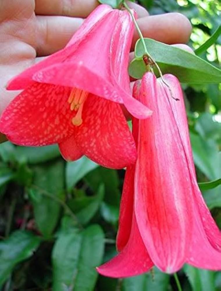 Bellflower Lapageria Rosea Chilean Flower Seeds for Planting – Suitable for Vertical Garden and Trellis Decor