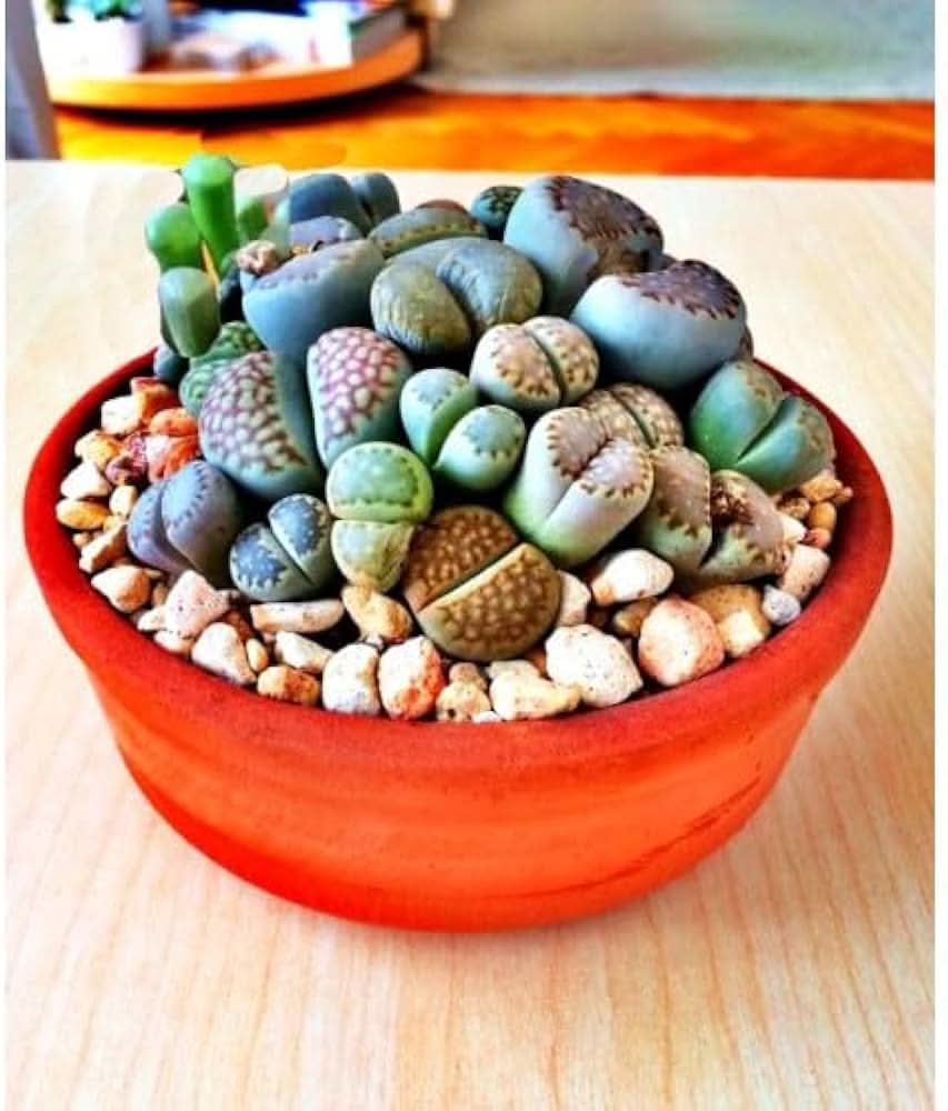 Living Stone Seeds – Lithops Karasmontana for Indoor Pots & Rock ...