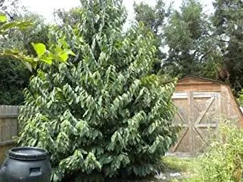 Green Asminia Triloba Plant Seeds for Planting - NON GMO Seeds Dhara Seeds
