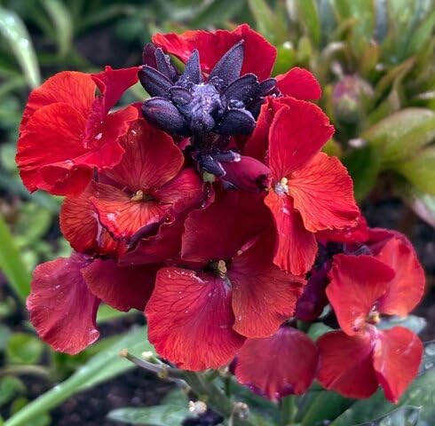 Red Erysimum Cheiri Flower - Heirloom, Non - Gmo Seeds