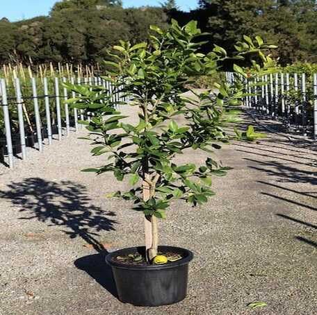 Green Lime Tree - Heirloom, Non - Gmo Seeds