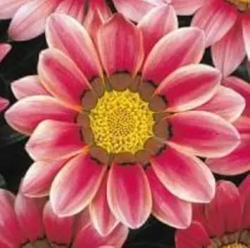Mixed Gazania Flower Planting Seeds for Garden NON GMO Seeds Dhara Seeds