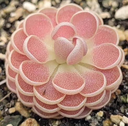 Pink Pinguicula Flower - Heirloom, Non - Gmo Seeds