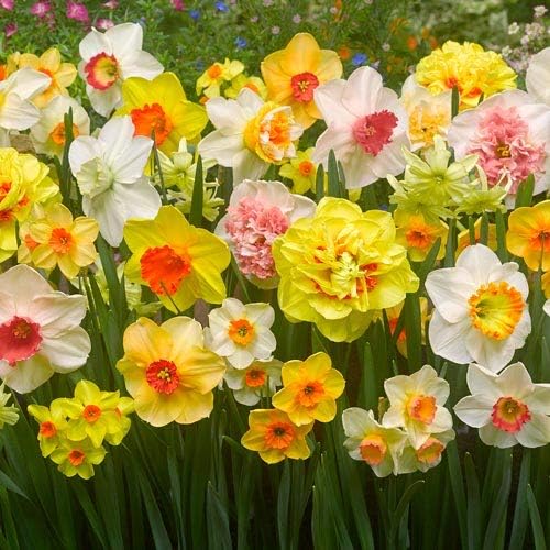 Daffodil Narcissus Pseudonarcissus Mixed Flower Seeds for Planting