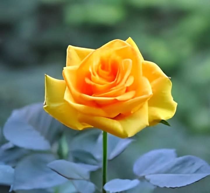 Semillas de Rosas Yellow Flower Seeds for Planting – Fragrant Rose Garden Blooms