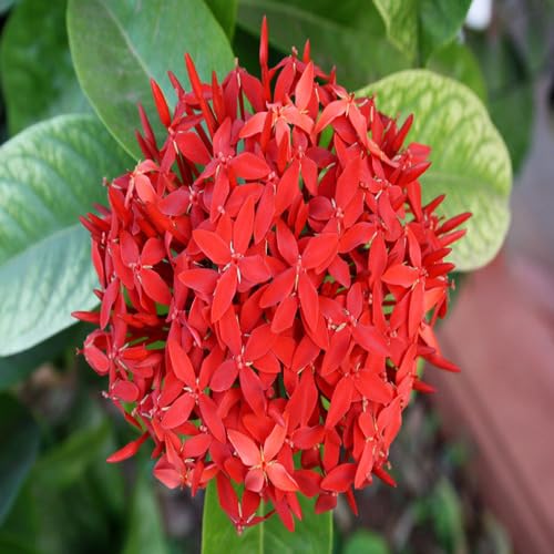 Red Ixora Flower - Heirloom, Non - Gmo Seeds