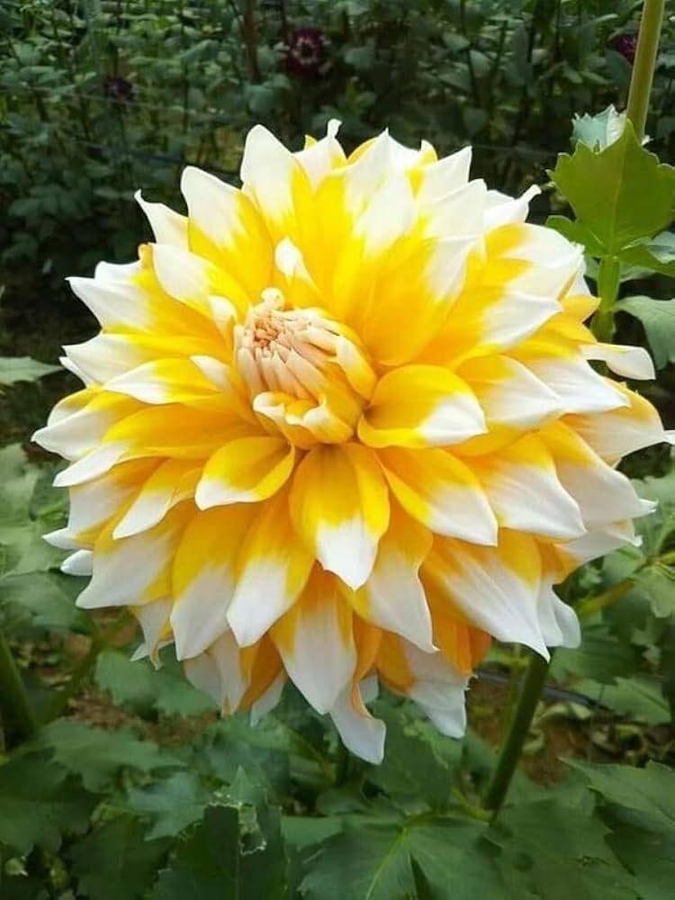 Dahlia Pinnata Mignon Yellow Flowering Seeds For Planting in backyard garden or patio pots