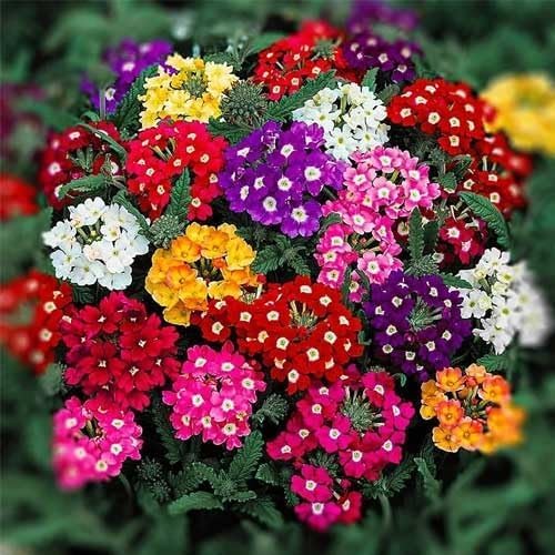 Mixed Lemon Verbena Flower - Heirloom, Non - Gmo Seeds