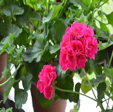Pink Geranium Flower - Heirloom, Non - Gmo Seeds