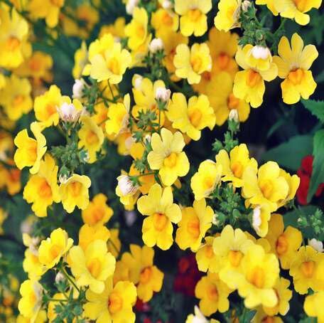 Yellow Nemesia Flower - Heirloom, Non - Gmo Seeds