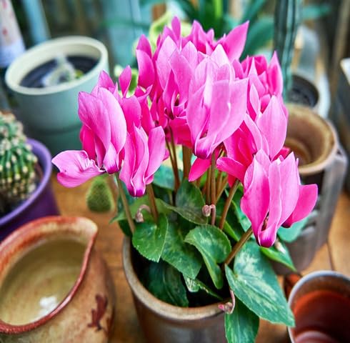 Pink Cyclamen Flower