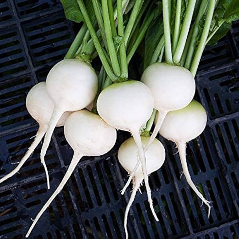 Hailstone Radish Seeds - Seeds, Non-GMO, for Garden and Farm Use