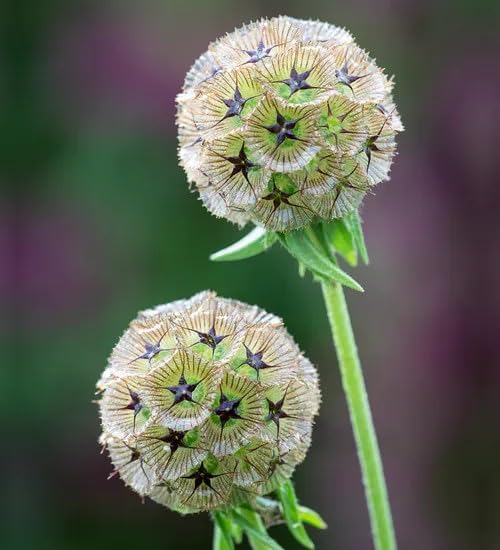 Drumstick Scabiosa Stellata Annual Flower Seeds