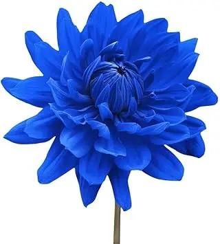 Blue Chrysanthemum Flower Seeds for Garden Dhara Seeds